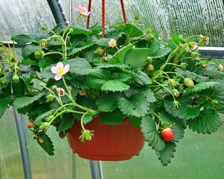 Strawberry hanging basket with pink flowers