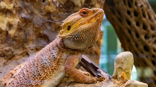 Bearded dragon sitting in aquarium