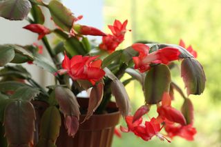 close up of red Thanksgiving cactus by a window