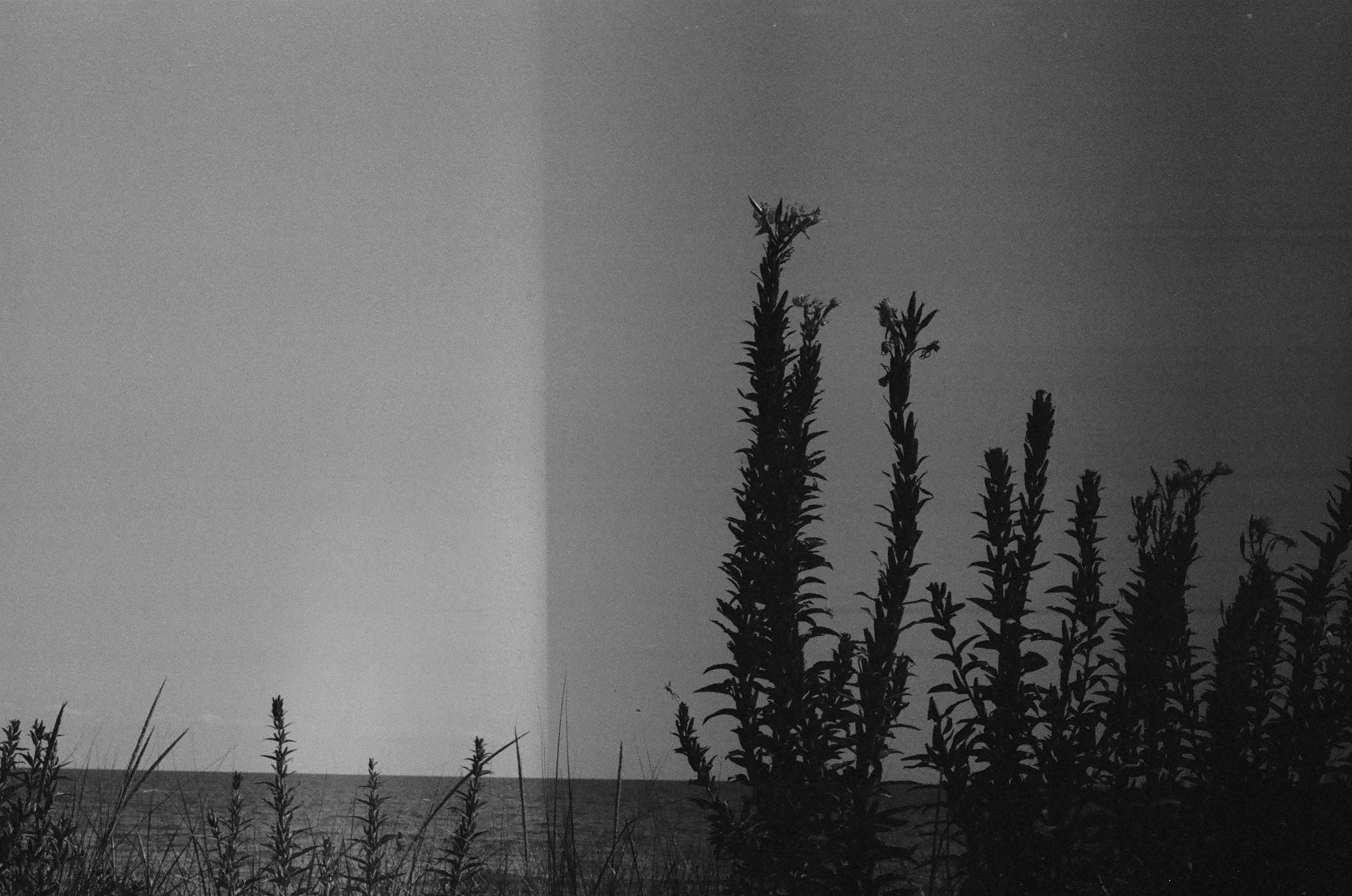 A black and white photograph taken with the Pentax K1000