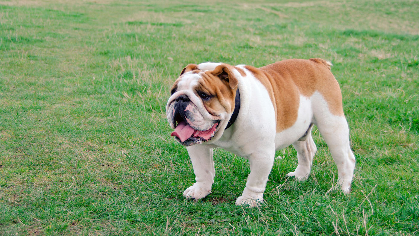 British Bulldog