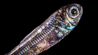 Close-up of a lanternfish's head. The fish's scales reflect light and appear rainbow-colored.