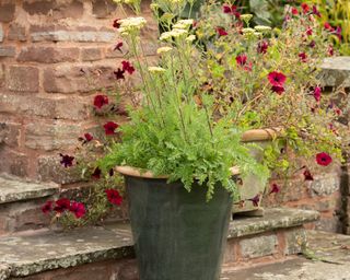 black pot planted with dark red petunias