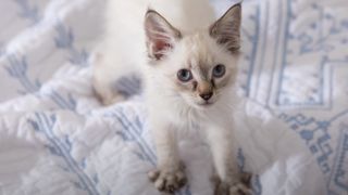 Kitten kneading bedspread