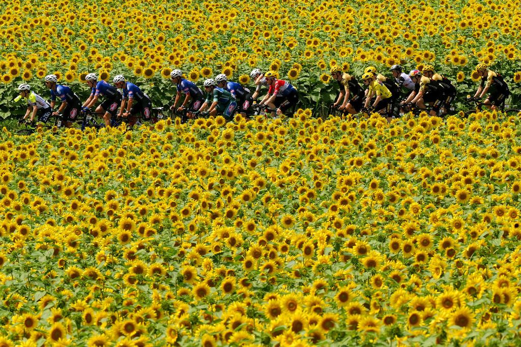 LIMOGES FRANCE JULY 08 EDITORS NOTE Alternate crop A general view of Jonas Vingegaard of Denmark and Team JumboVisma Yellow leader jersey and the peloton passing through a sunflowers field during the stage eight of the 110th Tour de France 2023 a 2007km stage from Libourne to Limoges UCIWT on July 08 2023 in Limoges France Photo by David RamosGetty Images