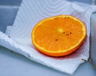 Ants crawling on a half orange, sat on kitchen roll on a kitchen counter