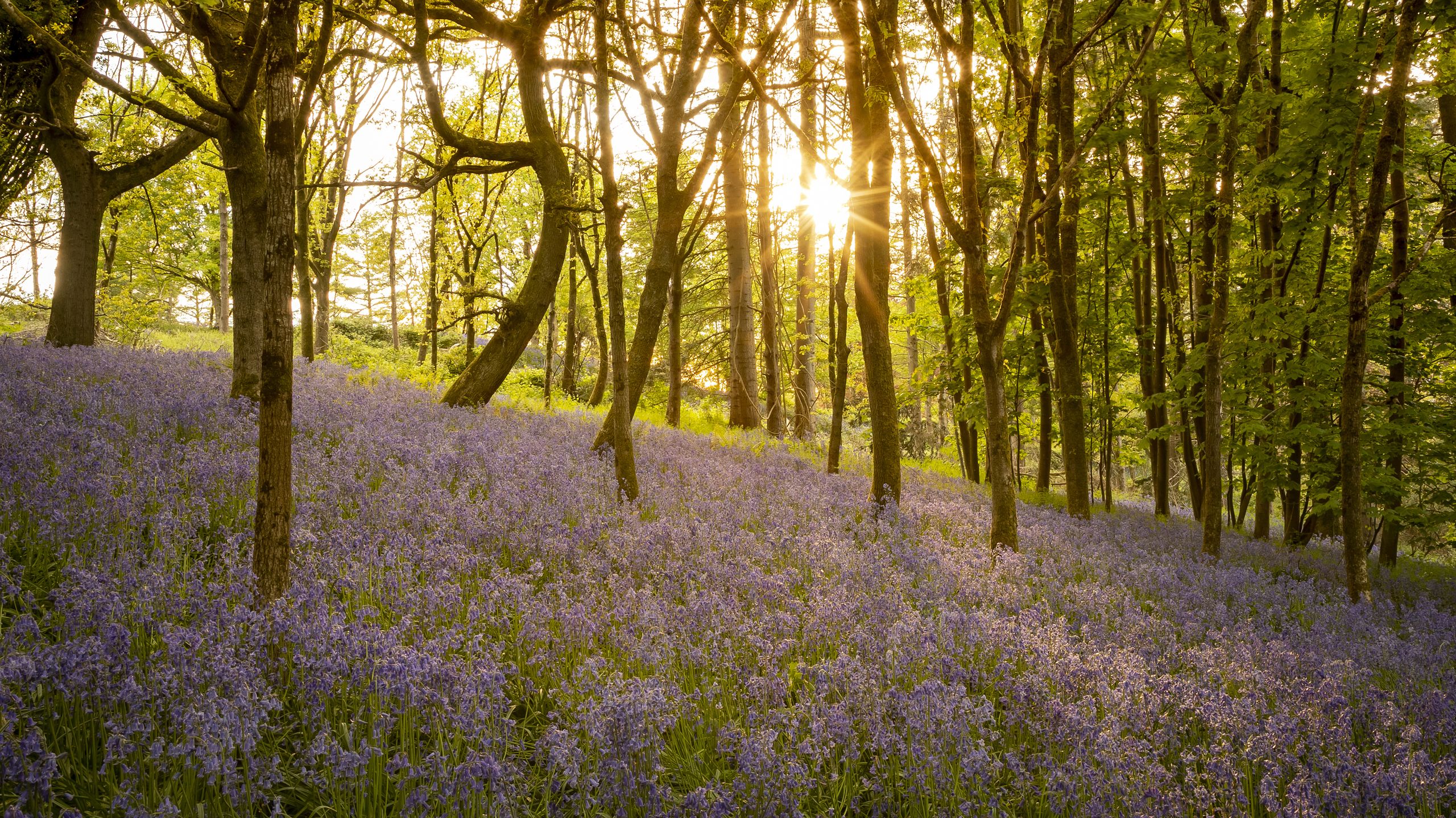 Photographing Spring Bluebells with Canon Pro Peter Travers