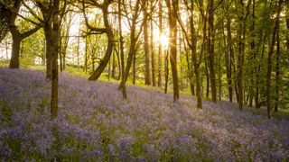 Bluebell wood scenes