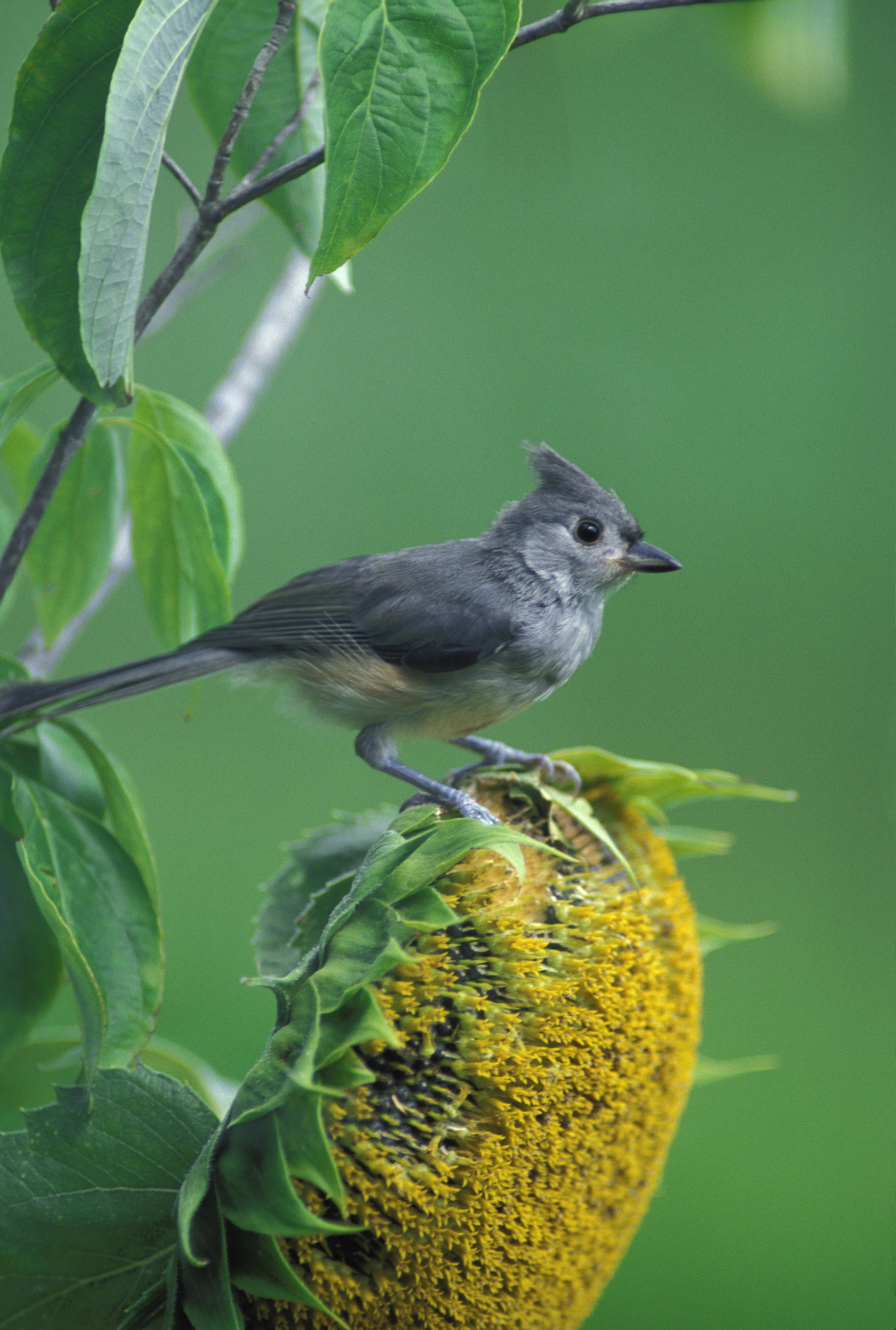 Tufted titmouse perched on a sunflower