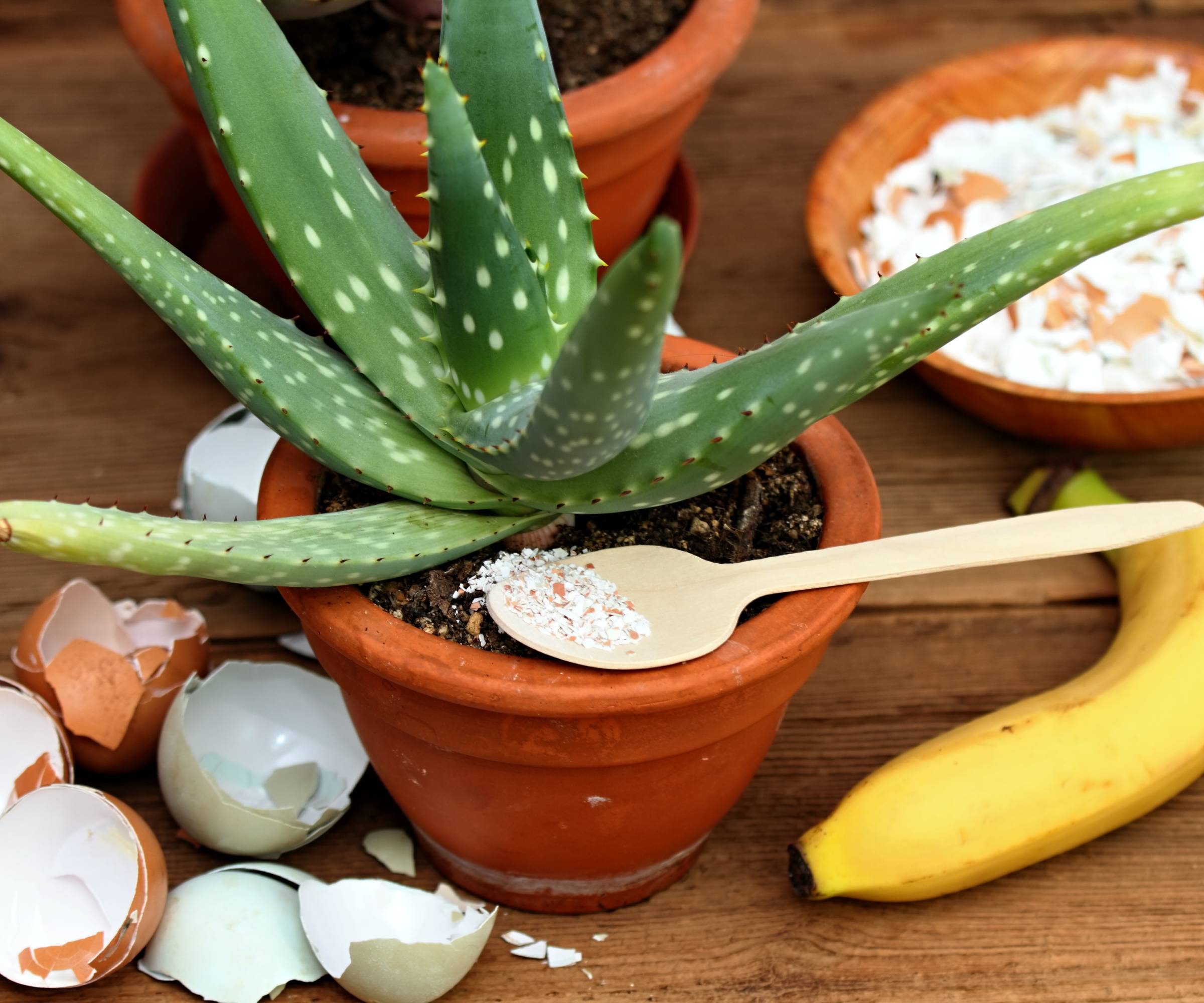 Potted aloe vera plant with eggshells and a banana