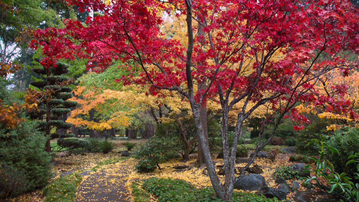 8 érables avec les meilleures couleurs d'automne qui rempliront votre cour de rouges et de jaunes vibrants pendant cette saison