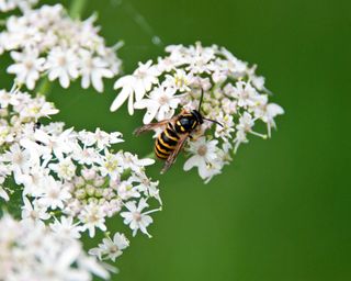 A wasp on a cluster of white flowers