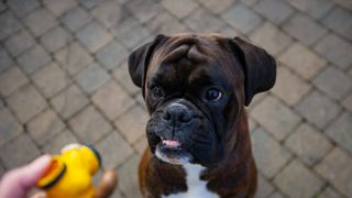 Boxer dog looking at toy