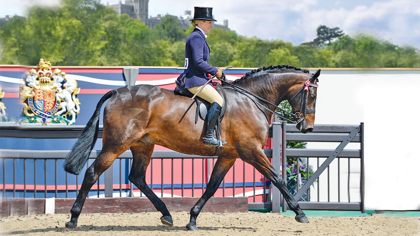Times Square, champion riding horse