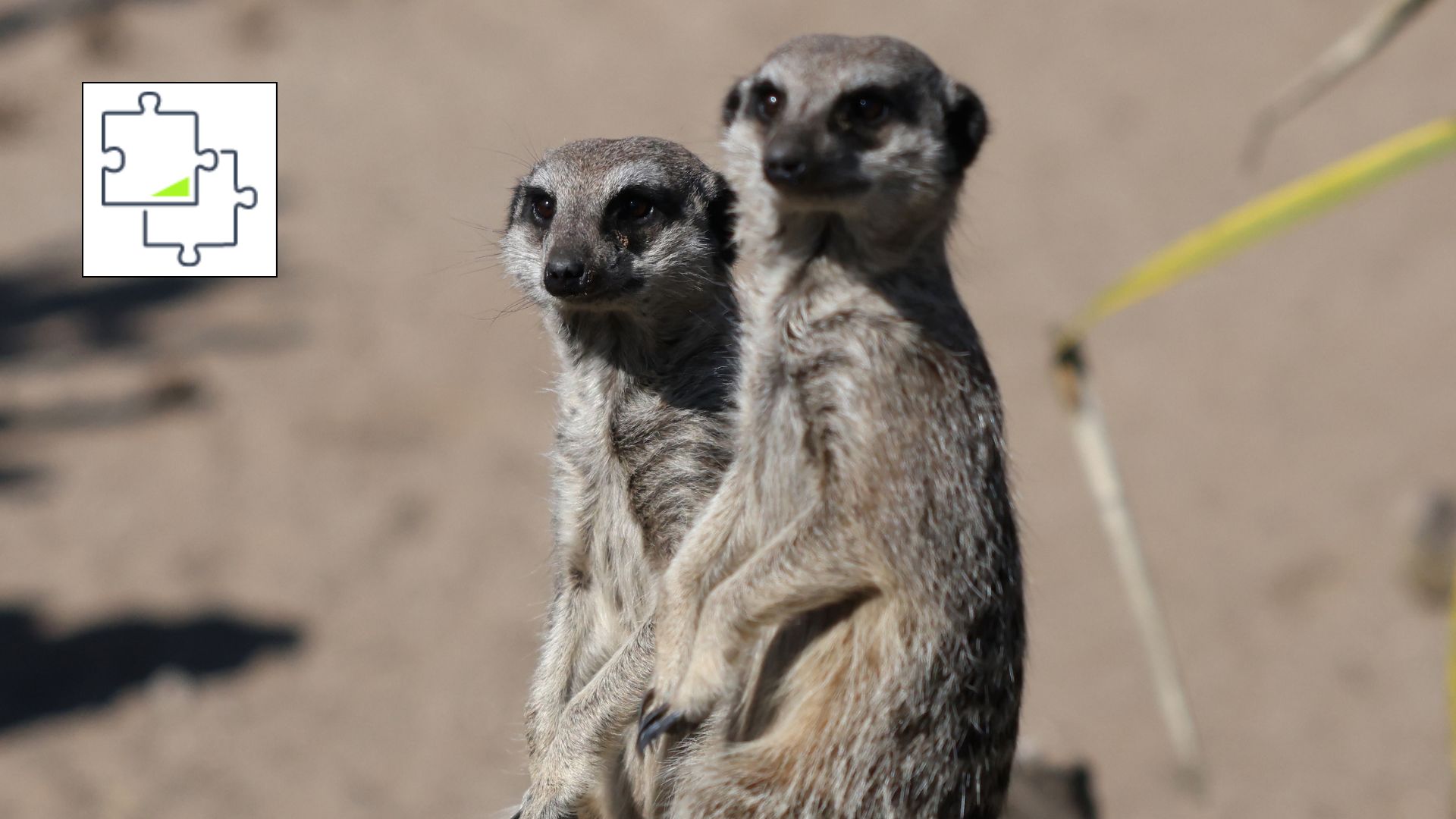 A photo showing Tom's Guide's Curious Meerkats jigsaw puzzle