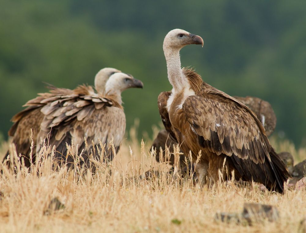 griffon-vultures