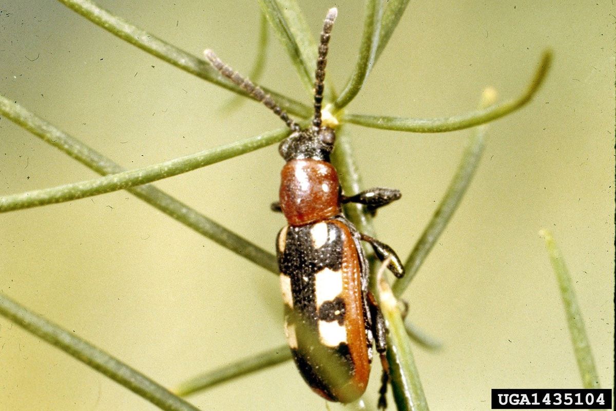 Treating Asparagus Beetles On Plants How To Get Rid Of Asparagus