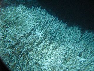 Tube worms carpeting the ocean floor.
