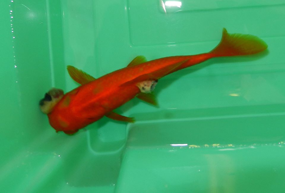 goldfish with tumor