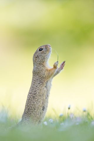 squirrel conducting an orchestra