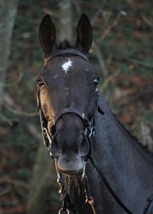 denman-head2.jpg