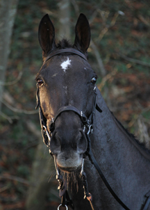 denman-head2.jpg