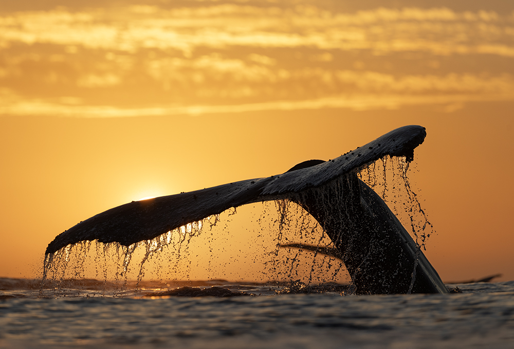 Photo of humpback whale off the coast of South Africa taken by wildlife photographer Chris Fallows