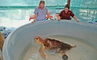 A 230-pound male loggerhead turtle was brought to the Clinic for the Rehabilitation of Wildlife in Sanibel, Florida, suffering from the effects of red tide.