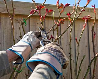 Pruning climbing rose growing against fence