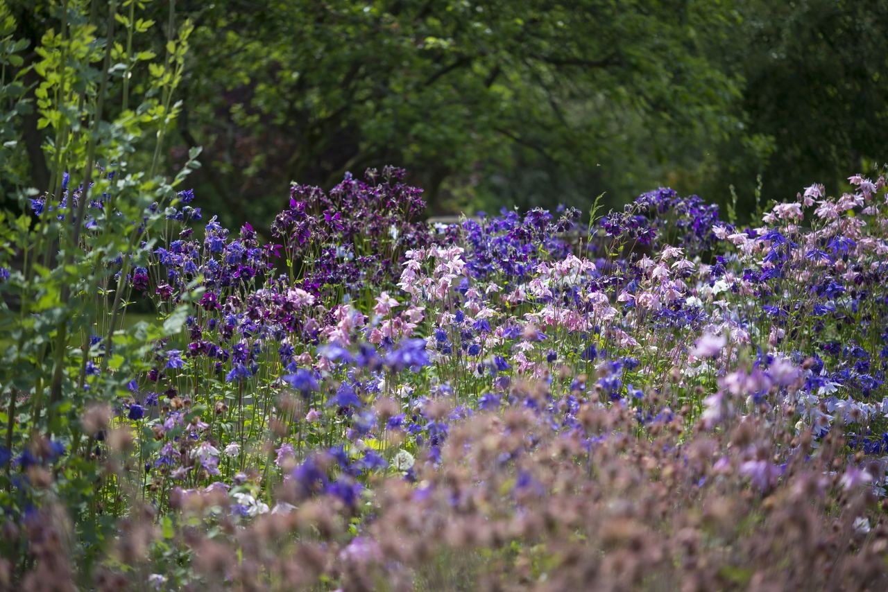 Mix of Aquilegia in an English garden