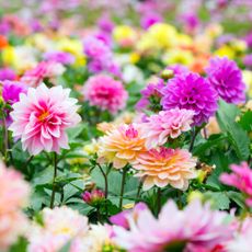 Colorful abundant dahlia flowers growing in midsummer in the garden