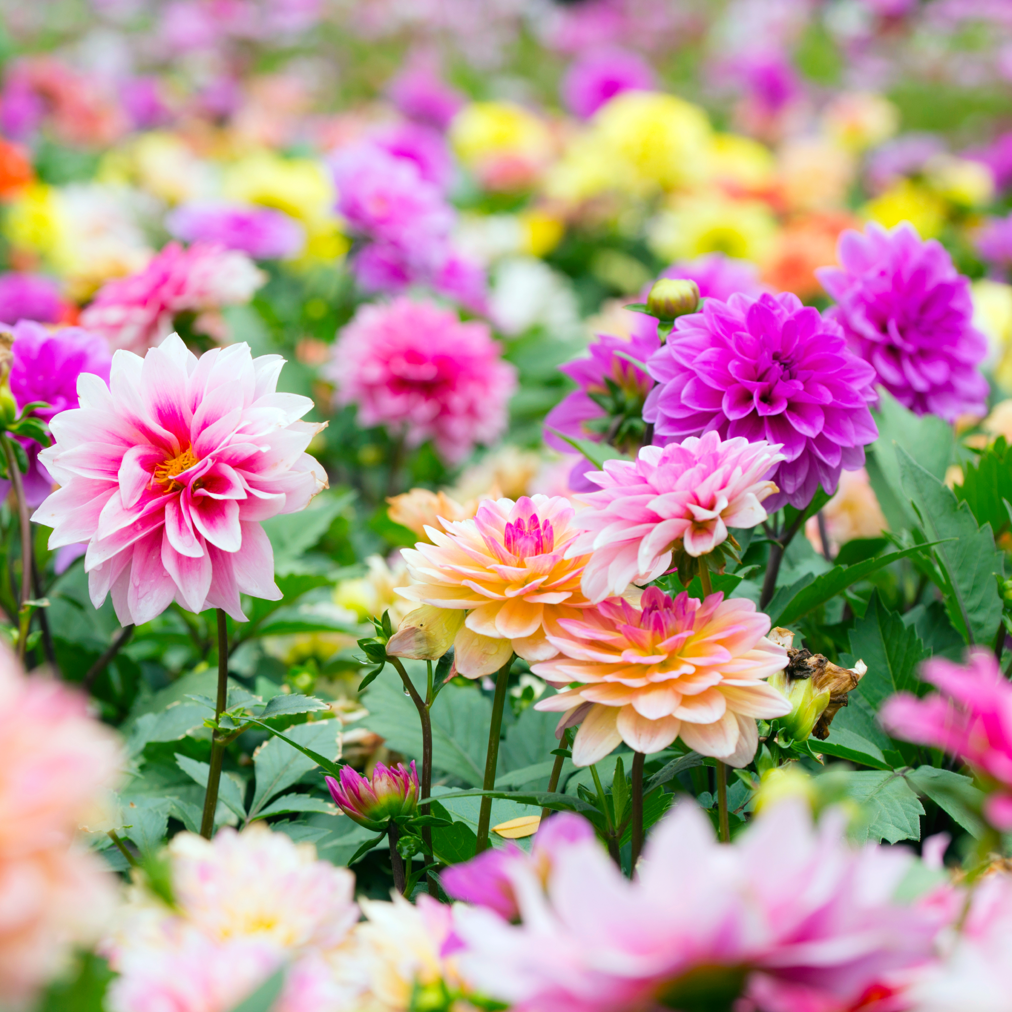 Colorful abundant dahlia flowers growing in midsummer in the garden