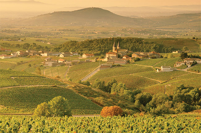 M&amp;acirc;con vineyards in Burgundy