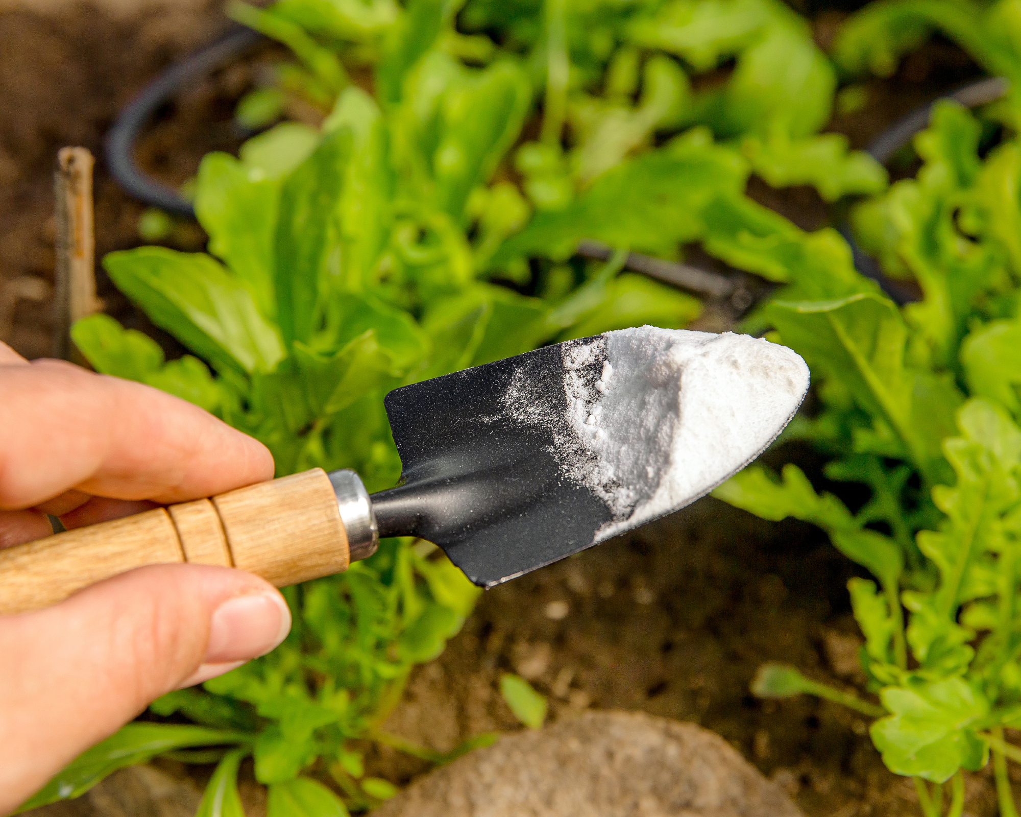 Baking soda on a trowel in the garden