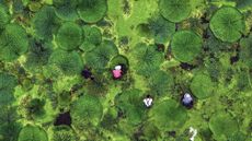 Farmers harvest "gorgon fruit" from a pond in Taizhou, China