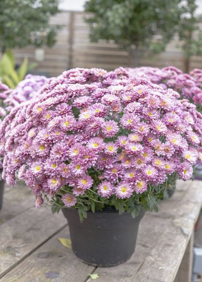 Pink Chrysanthemums In Containers