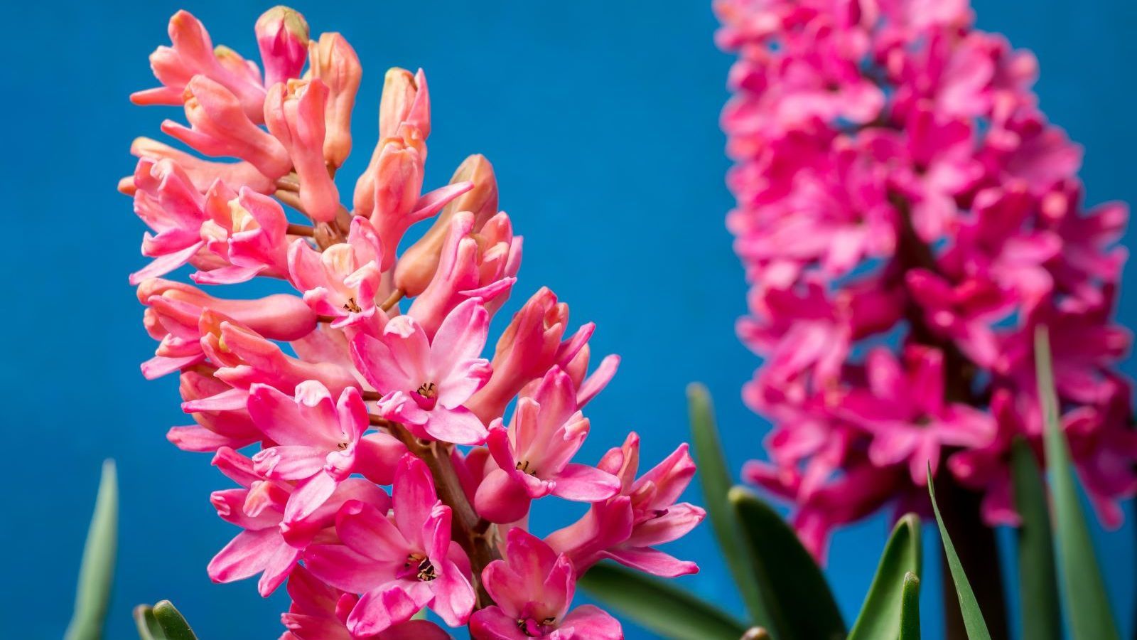 When to plant hyacinth bulbs for an fragrant spring display