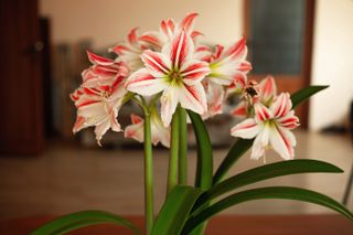 Close-up of a blooming amaryllis plant