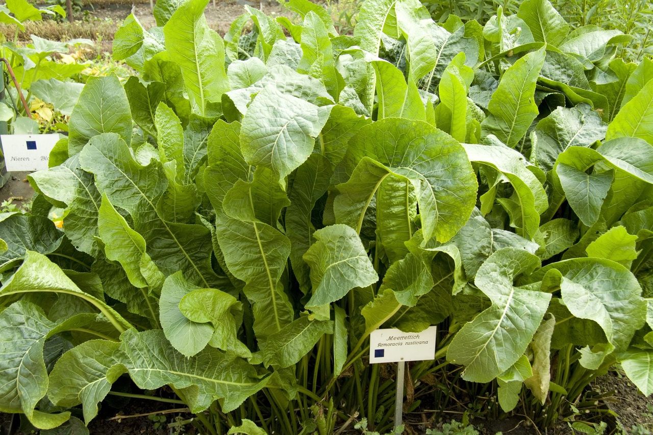 Horseradish Plant In The Garden