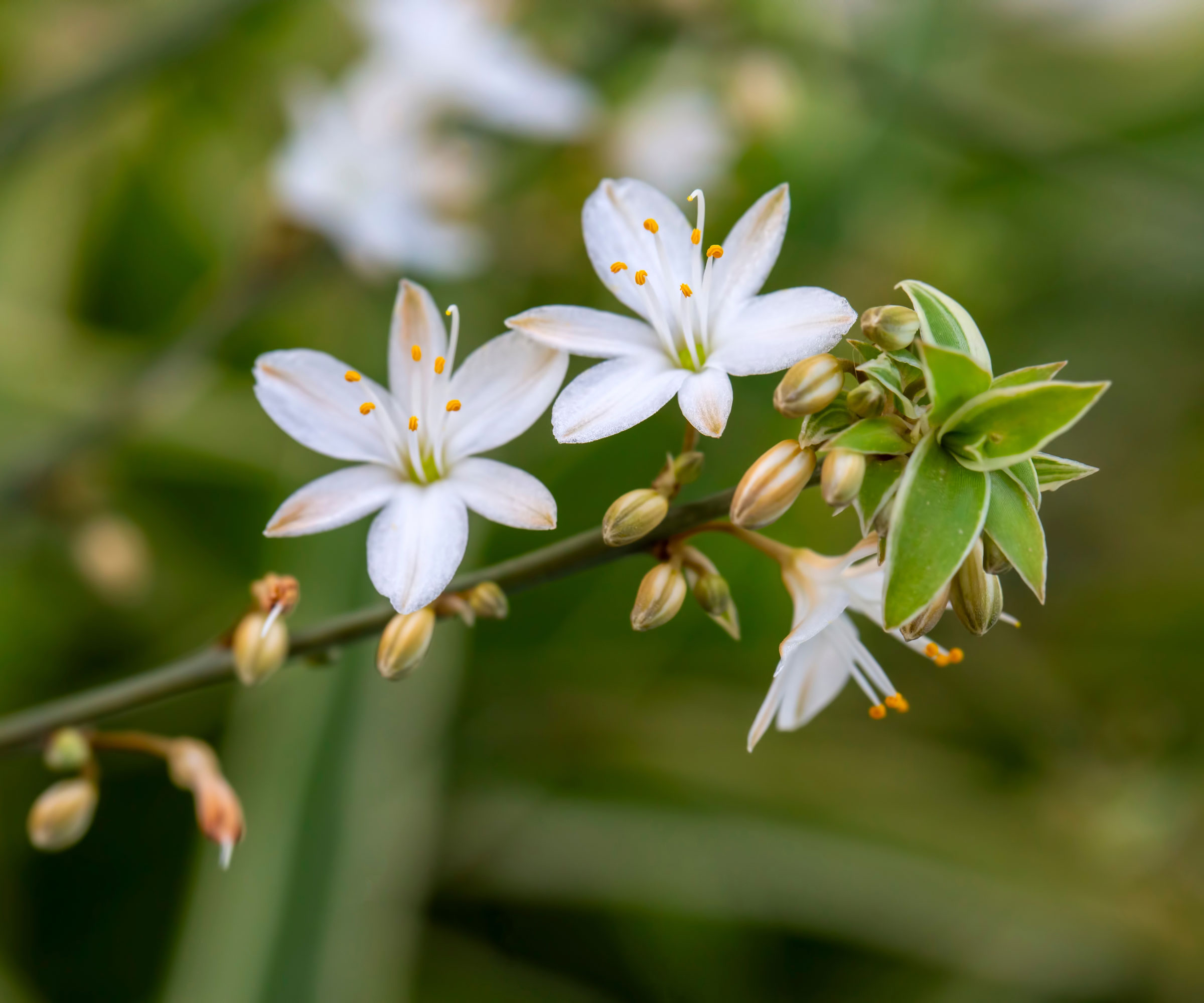 spider plant with white flowers