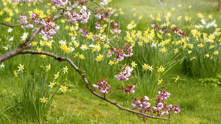 spring cherry blossom and daffodils in long grass