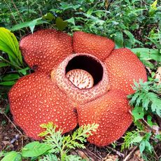 A Rafflesia keithii flower on the forest floor