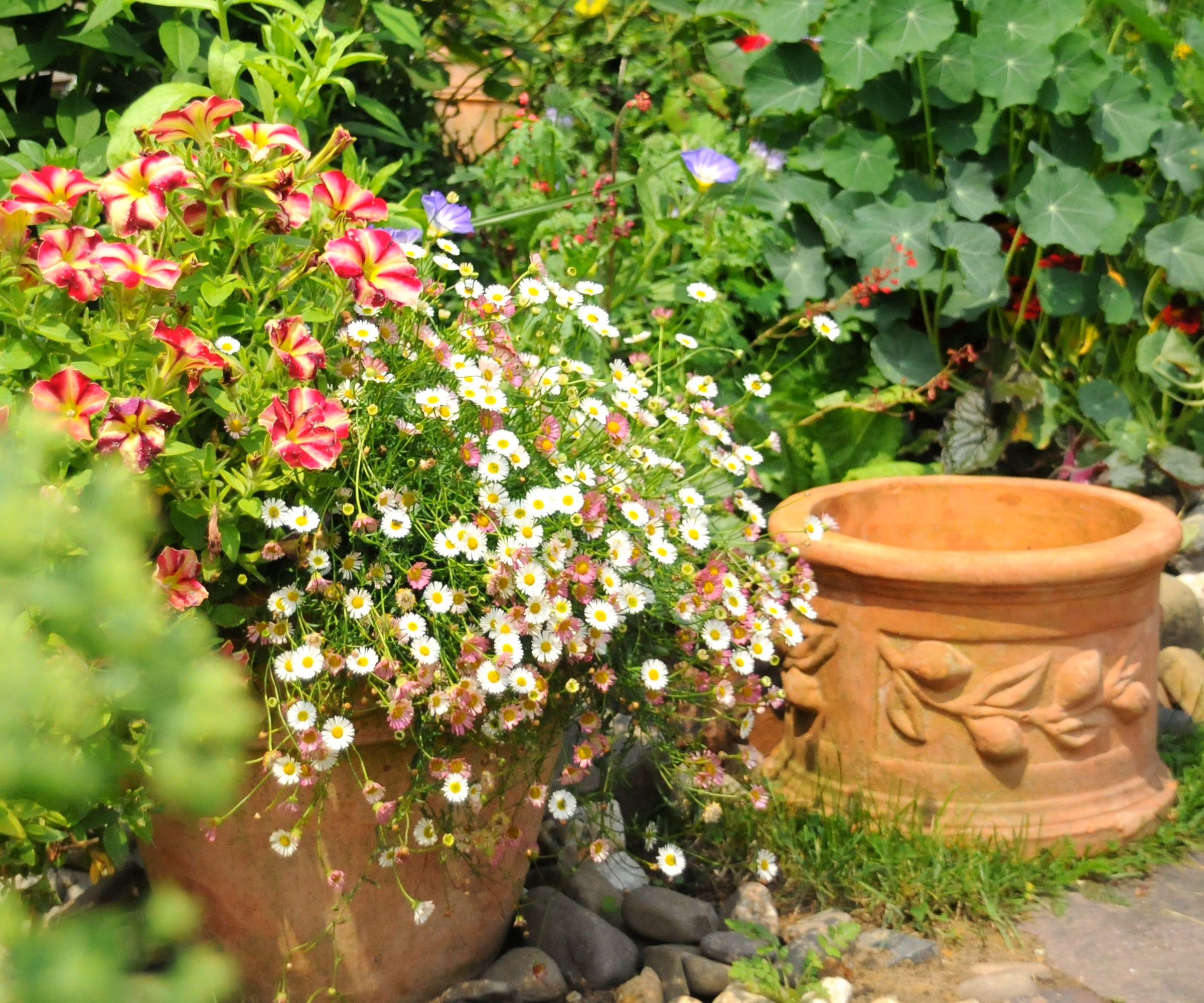 full sun container with low maintenance daisy theme