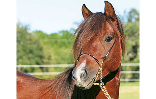 Caspian horse