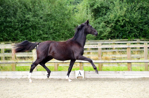 Stallion prospect Elite Oldenburg so from an Elite and StPremium mare