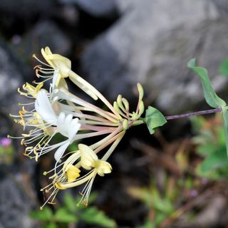 A honeysuckle flower