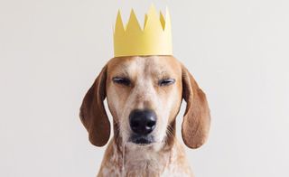 Dog wearing a crown