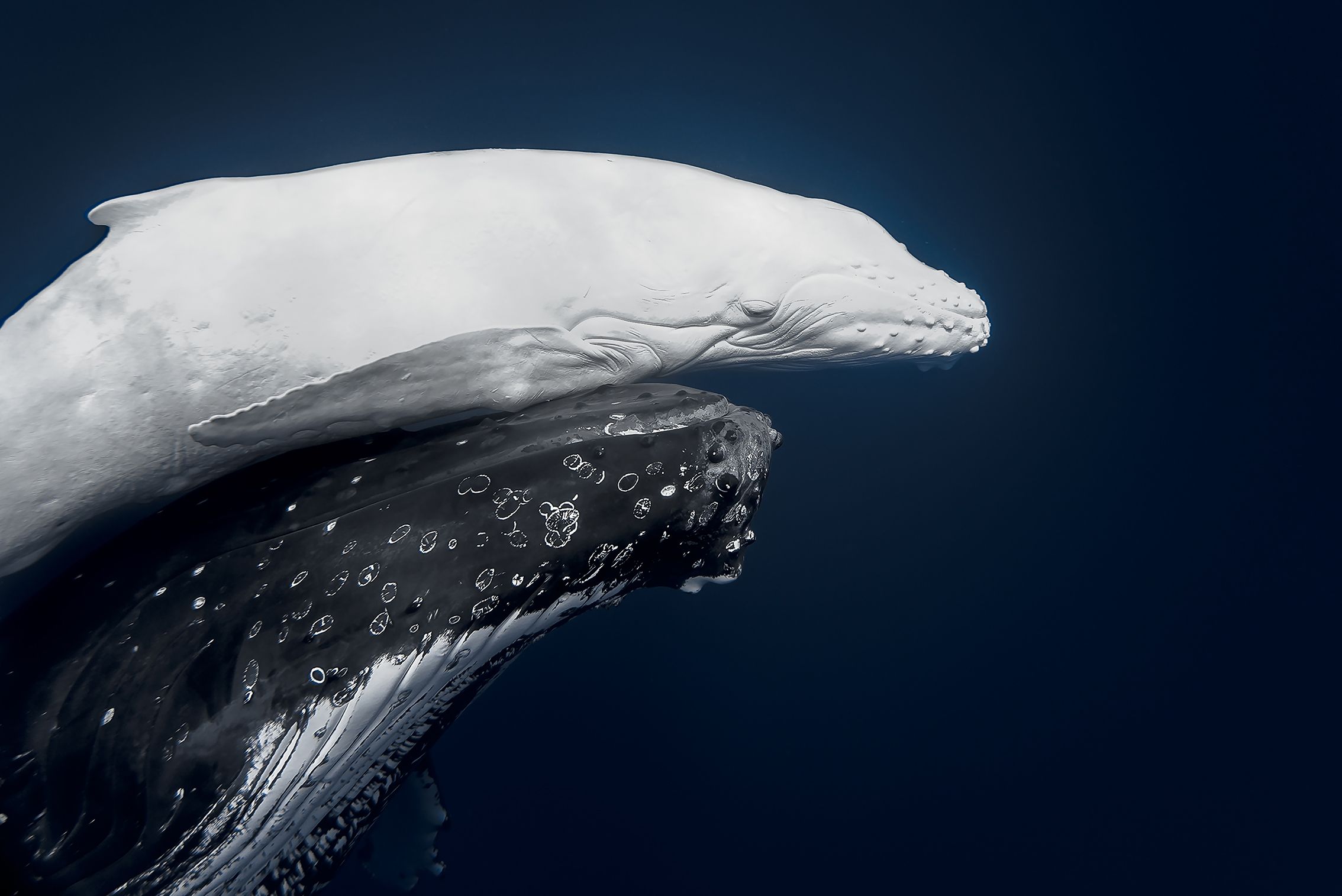 Rare 1-in-40,000 white humpback whale calf photographed for the first ...