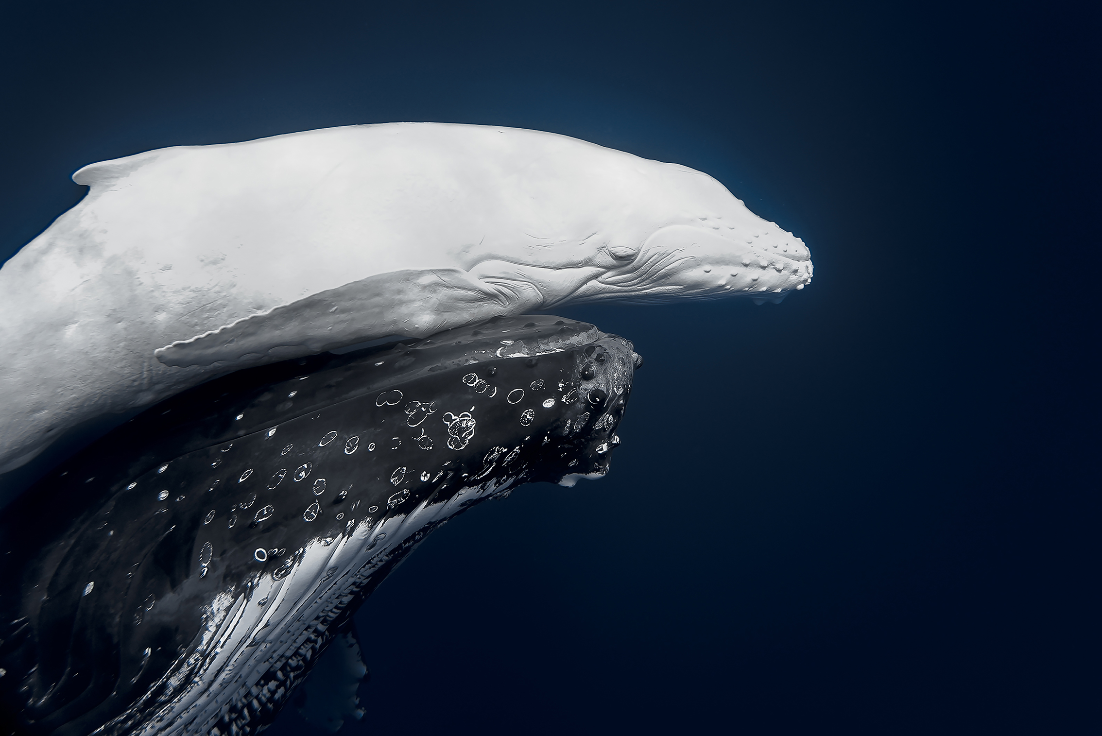 Underwater image of a mother humpback whale and her calf. The mother is dark with white patterns, and the calf is light-colored