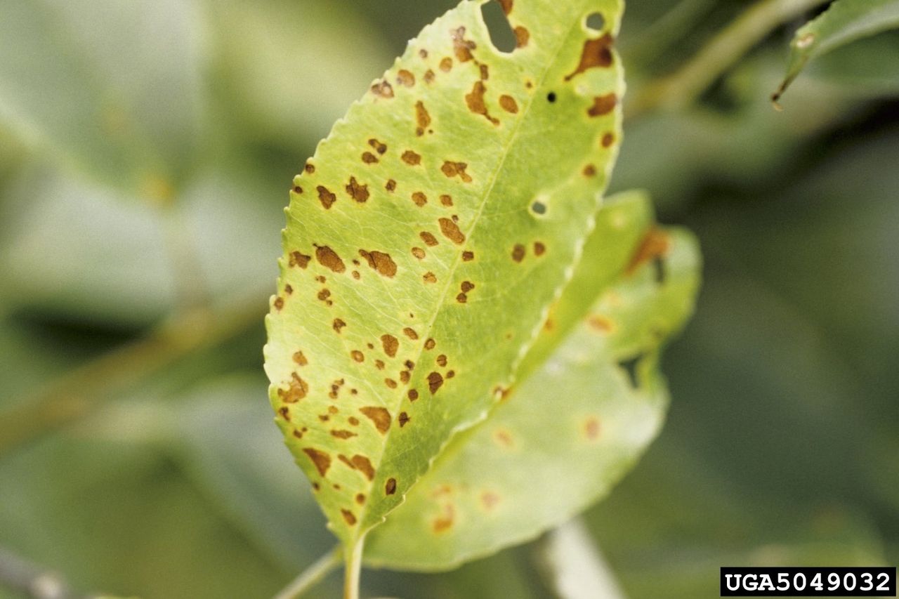 Cherry Leaf Spots On Plum Plant Leaf